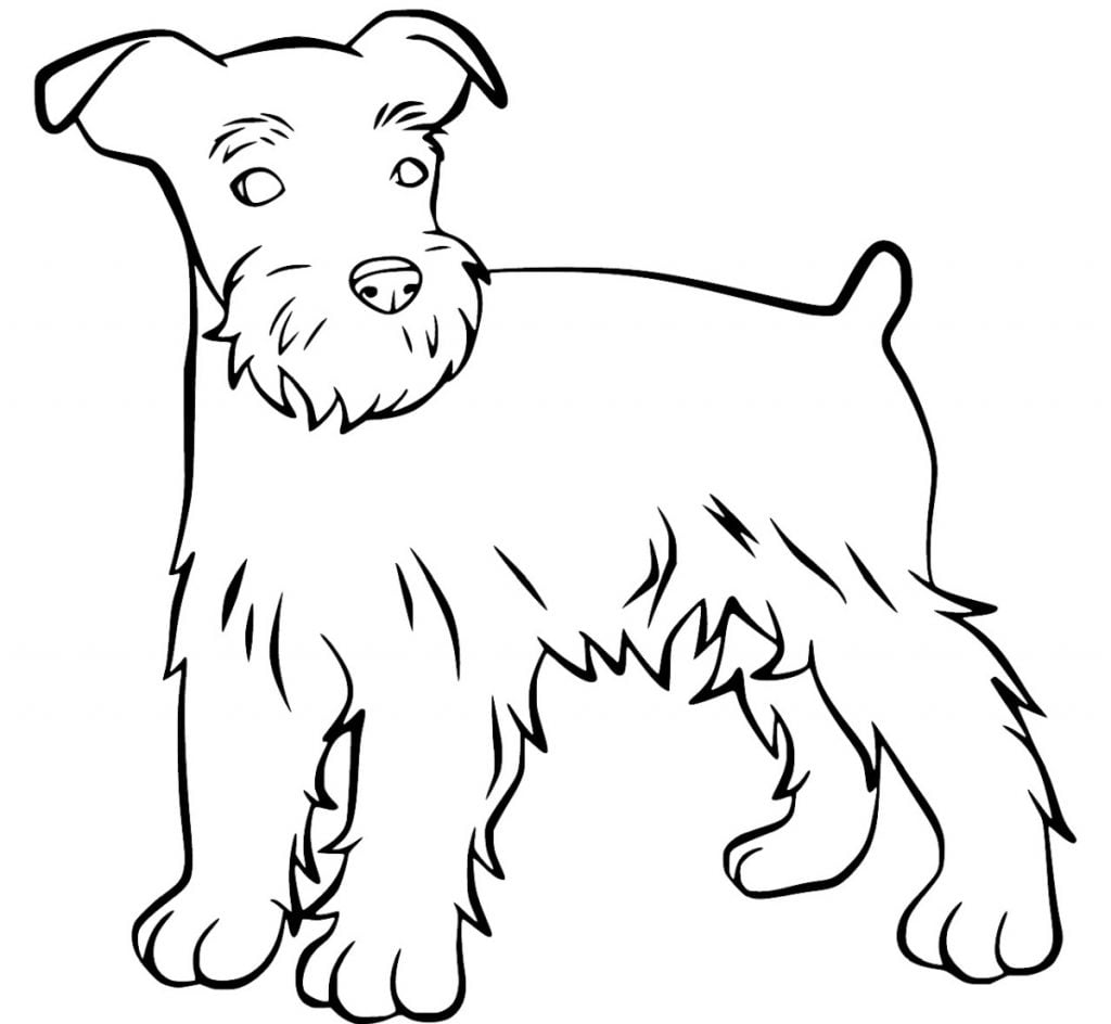 Schnauzer coloriage