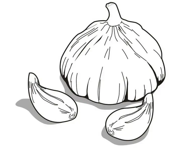 색칠 공부용 마늘