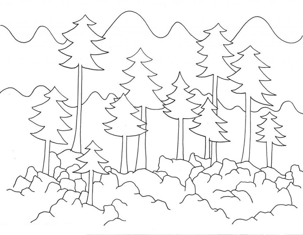 Bosque de abetos para colorear