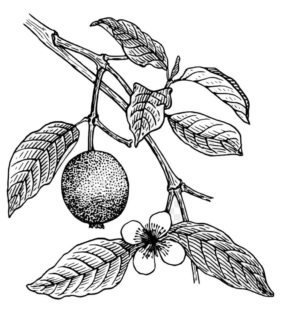 Rangi ya Guava