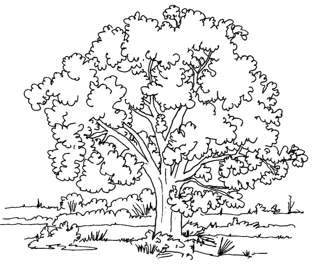 Lapuotis medis piešinys