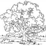 stromy omaľovánky 