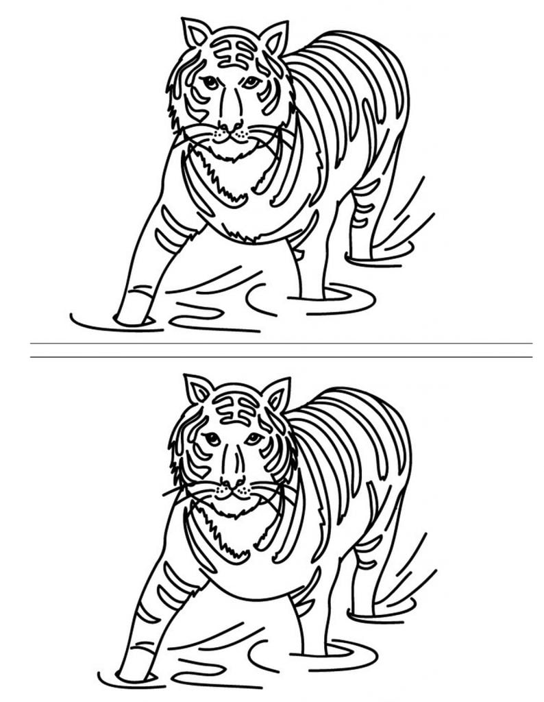tigro skirtumų paieška