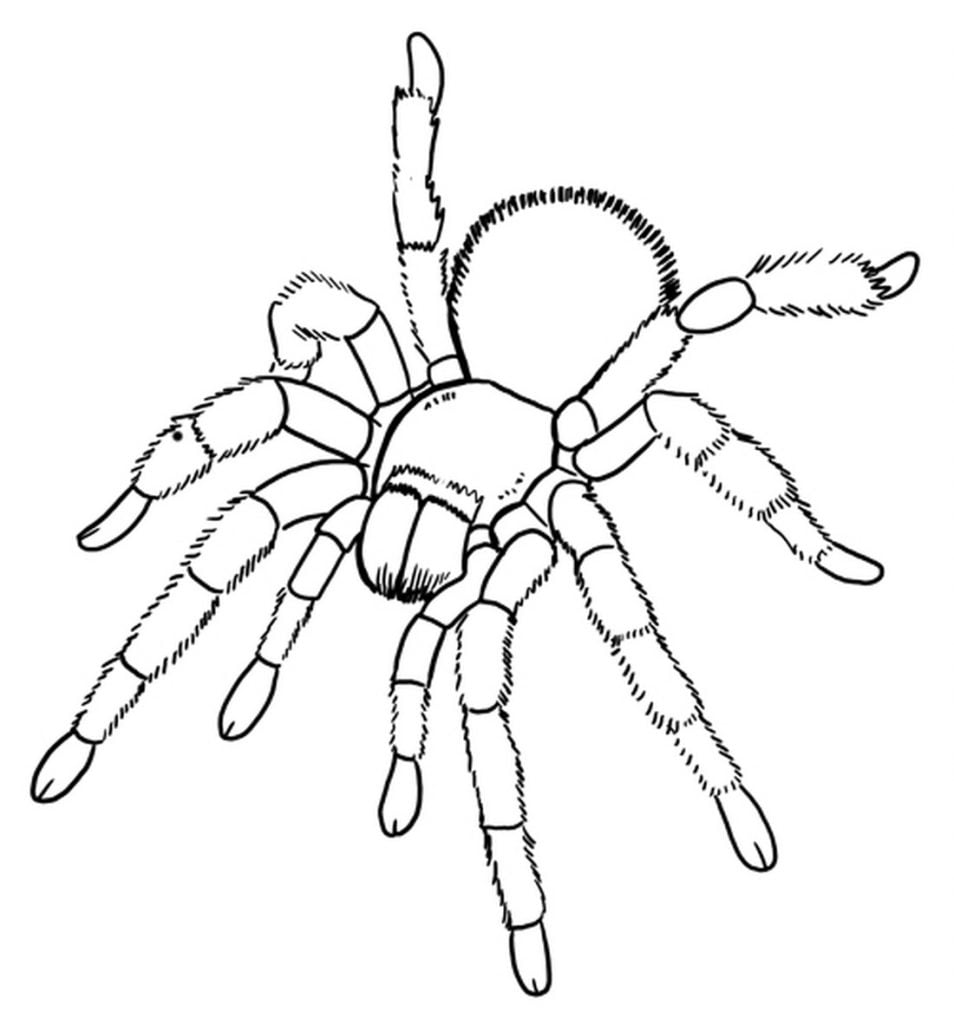 pająk tarantula