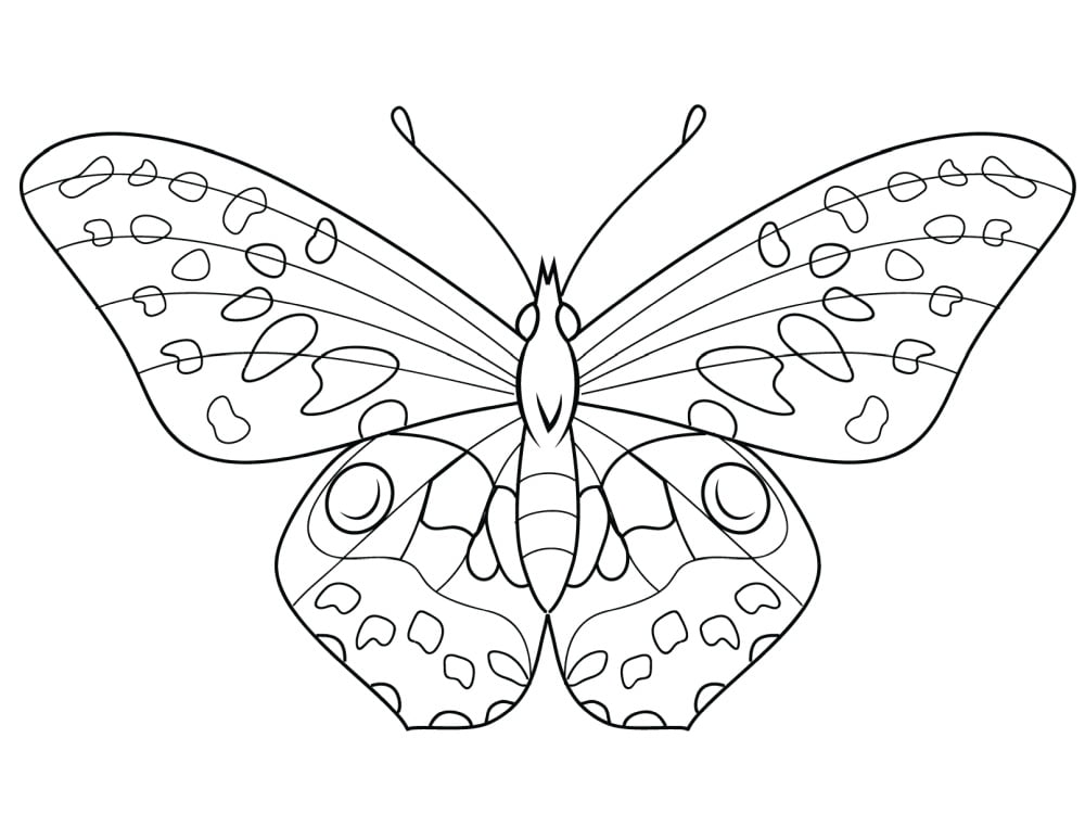 Taškuotas drugelis paveikslėlis