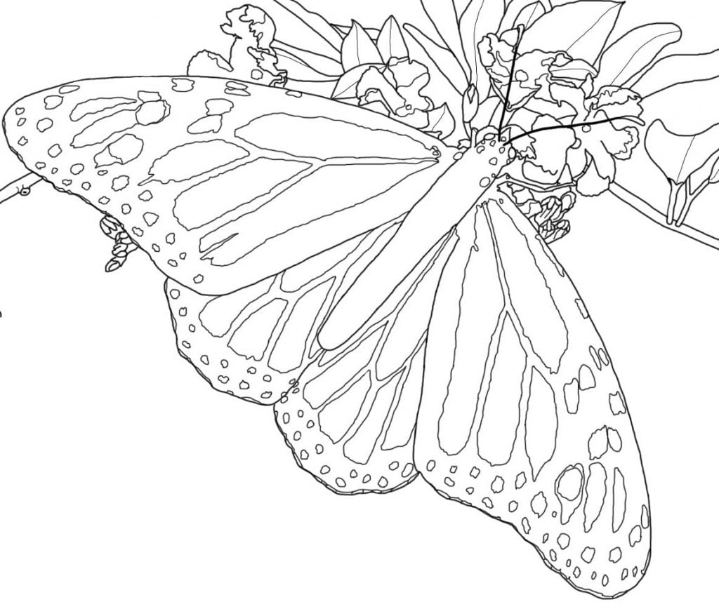 Mariposa realista para colorear