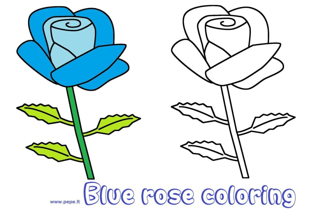 Rose bleue