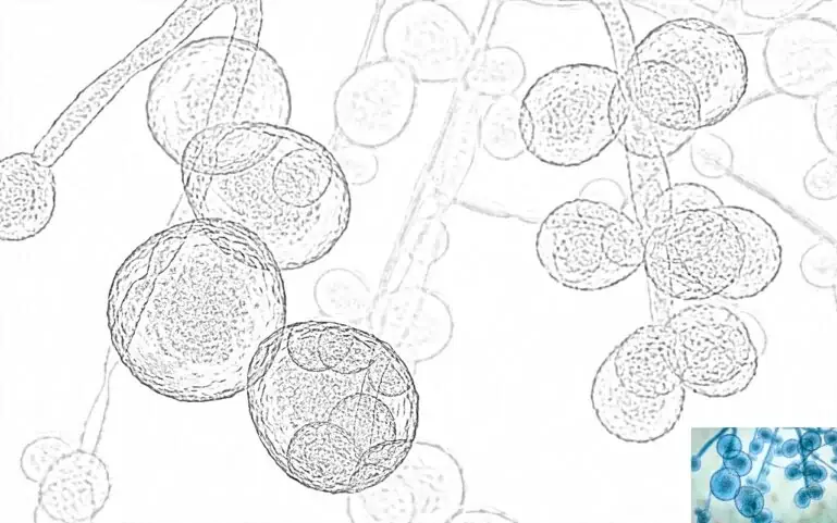Candida auris Pilz zum Färben