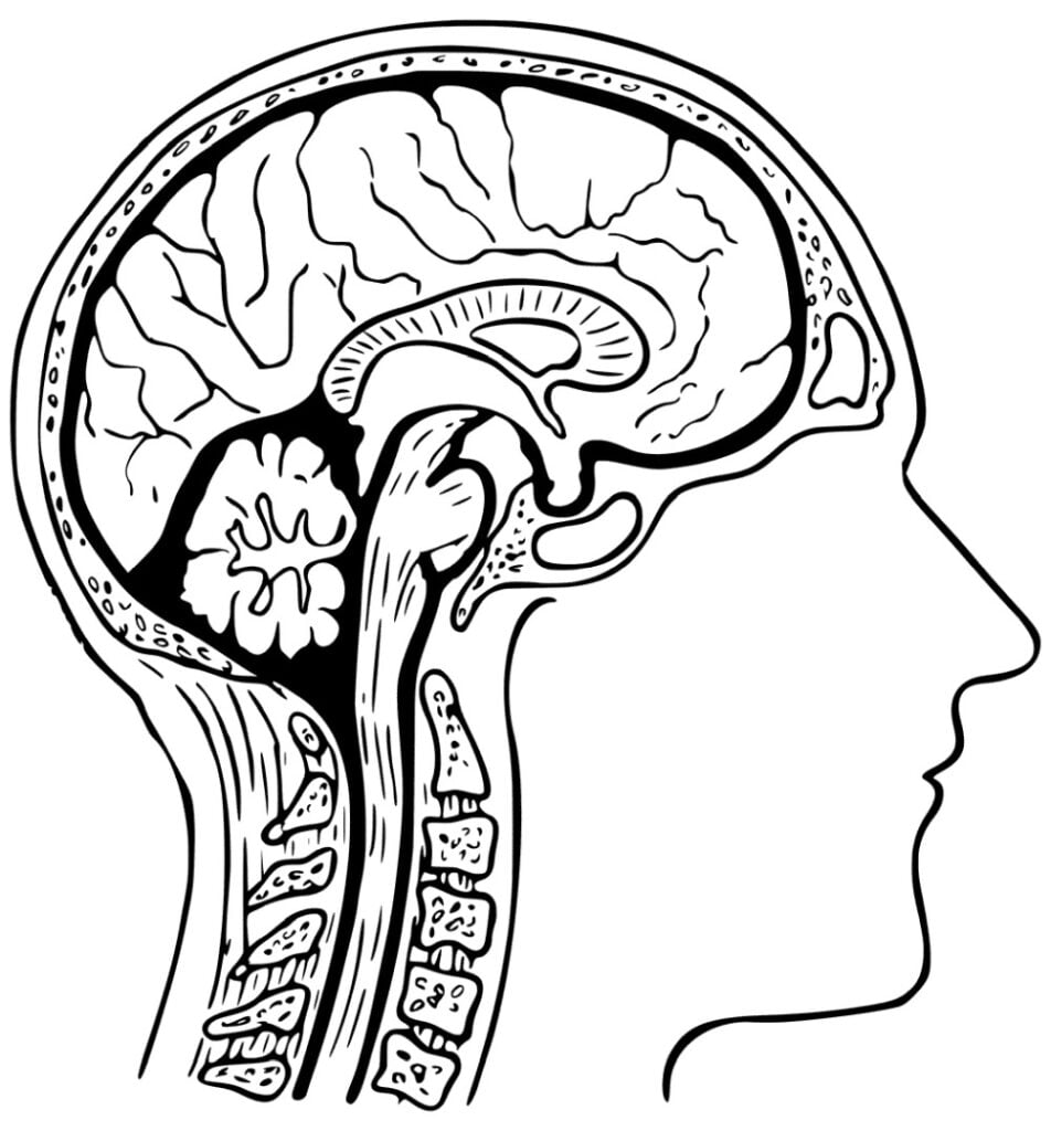 El cerebro en la cabeza humana está coloreado.