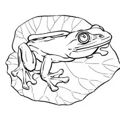 水の動物