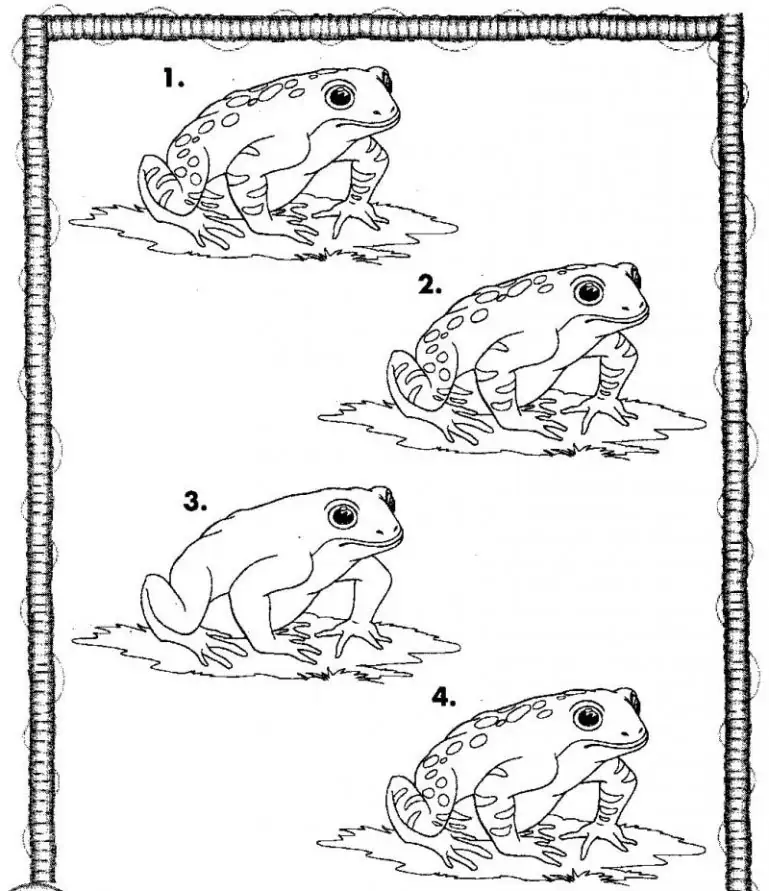 4 Frösche