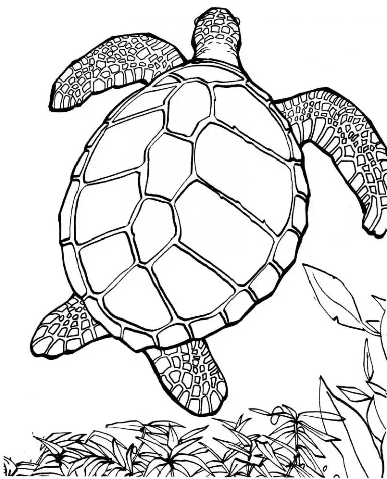 Schildkröte Ausmalbilder