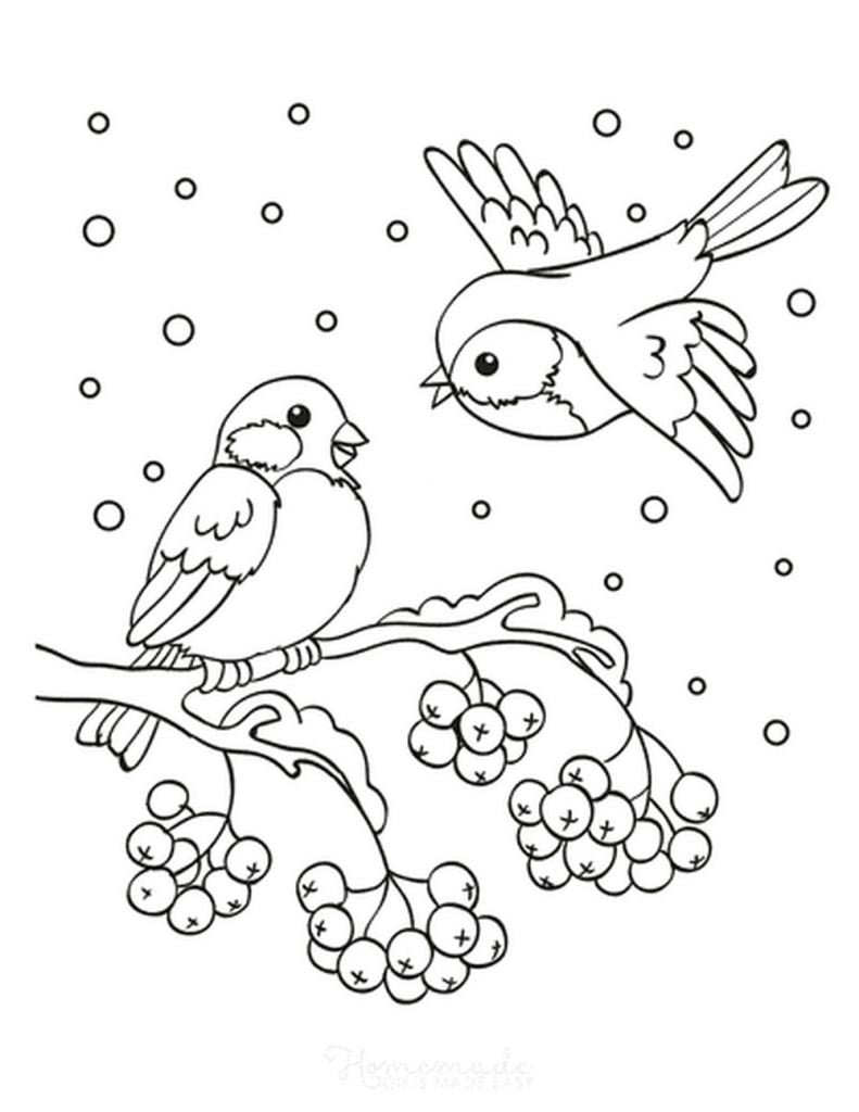 Žiemos paukščiai spalvinti