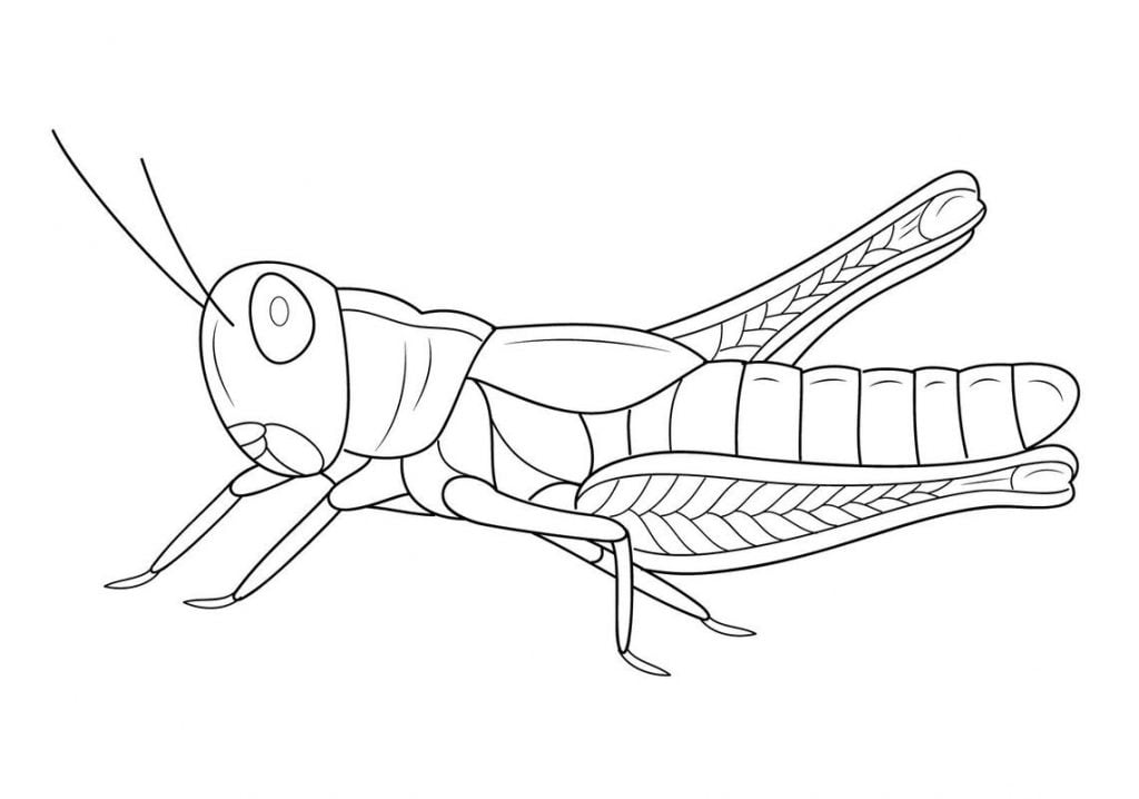 색상 메뚜기