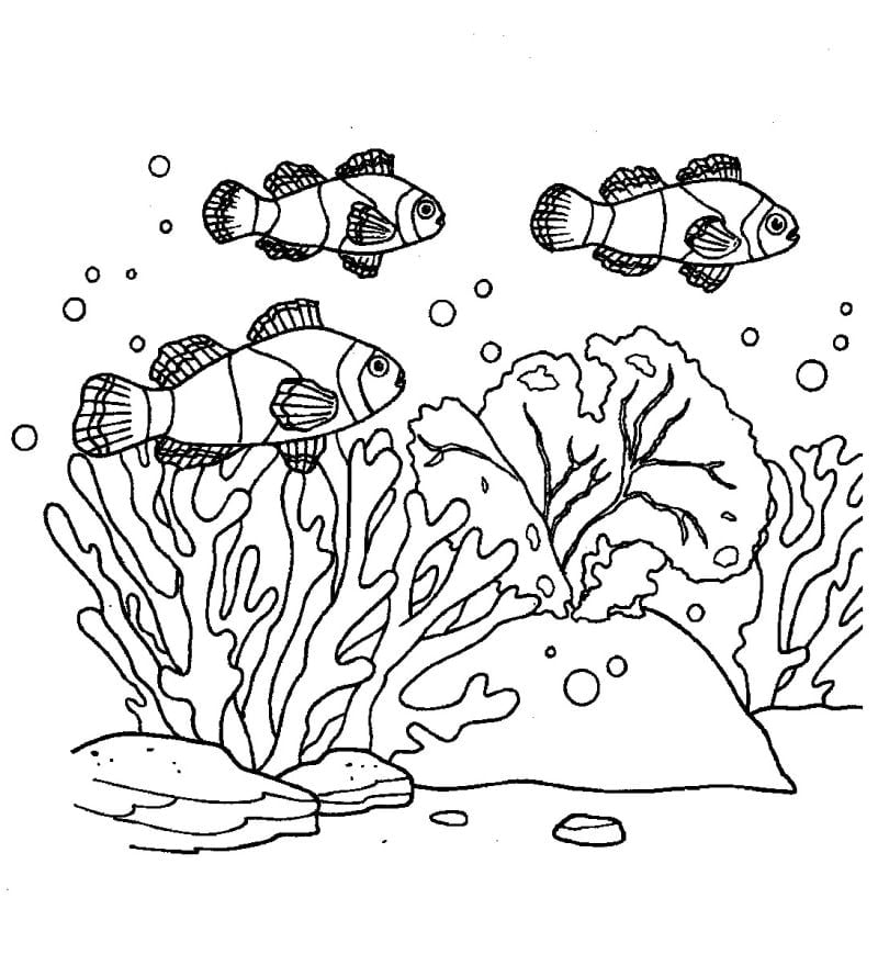 žuvys klounai koraluose